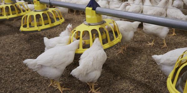 Manual vs Automatic Feeding System: Which Is Better for Poultry Farms?