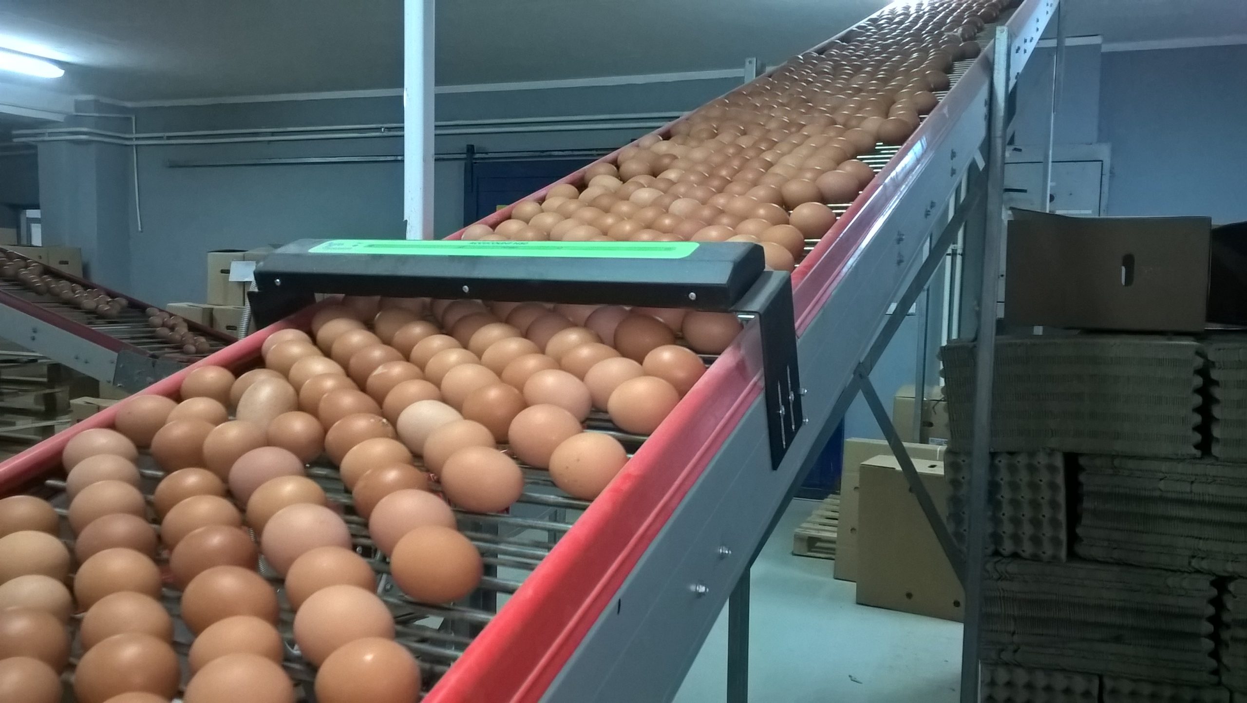 Is It Better to Buy from a Local Poultry Equipment Supplier in Malaysia?