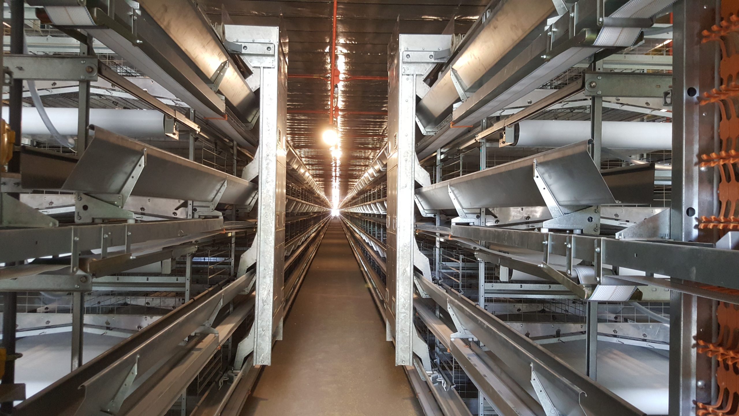 6 Ways to Reduce Labour in Layer Farms