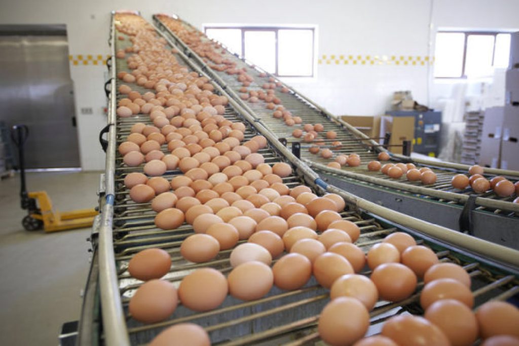 TSIS Egg egg conveyor system
