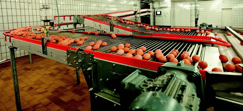 Industrial egg conveyor for automated egg collection in Malaysia
