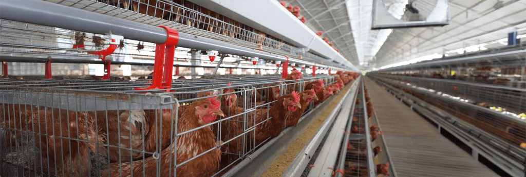 cage system for laying hens