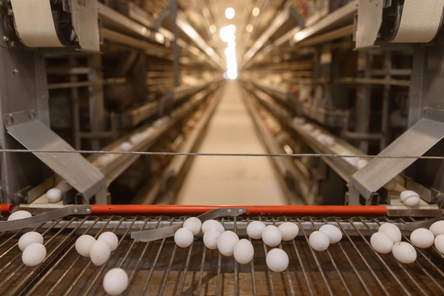 How to Choose the Right Conveyor System for Your Poultry Farm